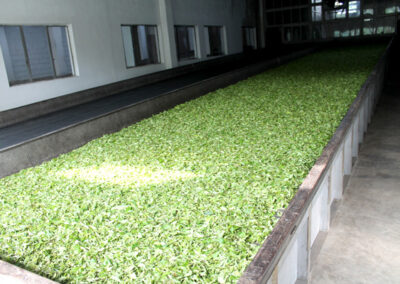 Temi tea factory
