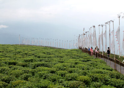 Temi tea garden