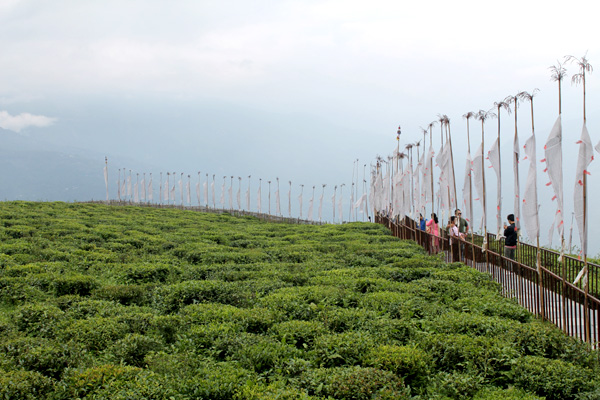 temi_tea_garden