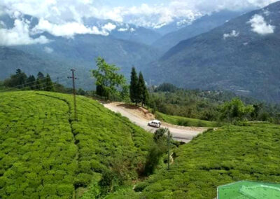Temi Tea garden